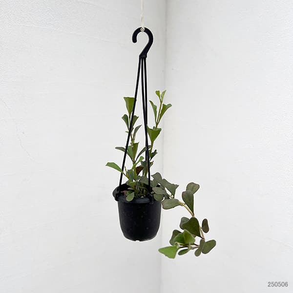 園芸ネット本店｜ホヤ：マニプレンシス 3号吊り鉢 の通販【公式】