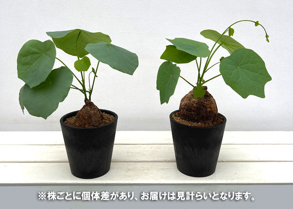 園芸ネット本店｜ステファニア：スベローサ 4号ポット の通販【公式】