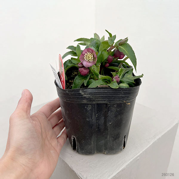 園芸ネット本店｜横山園芸さんのクリスマスローズ：26-23ベビードール