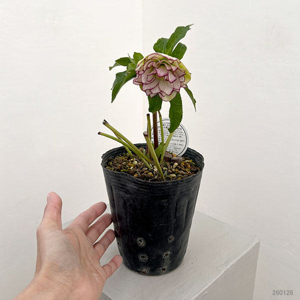 園芸ネット本店｜横山園芸さんのクリスマスローズ：26-30ダブル4.5号