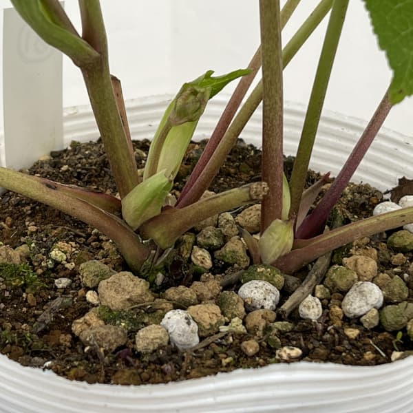 園芸ネット本店｜松村ナーセリーさんのクリスマスローズ：26-81ダブル