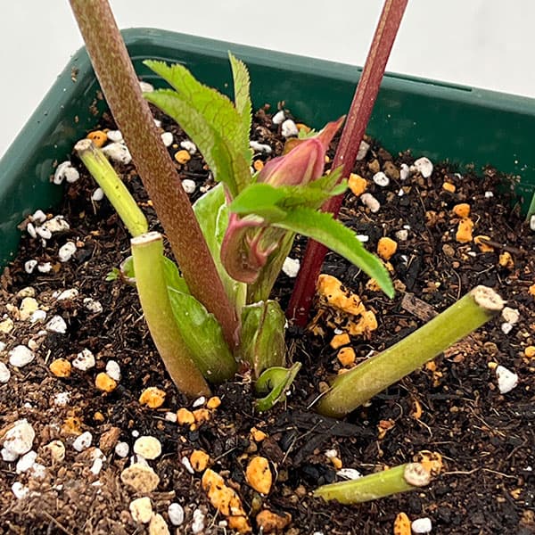 園芸ネット本店｜花郷園さんのクリスマスローズ：26-42パピエ5号