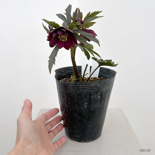 園芸ネット本店｜若泉ファームさんのクリスマスローズ：26-19ダブル