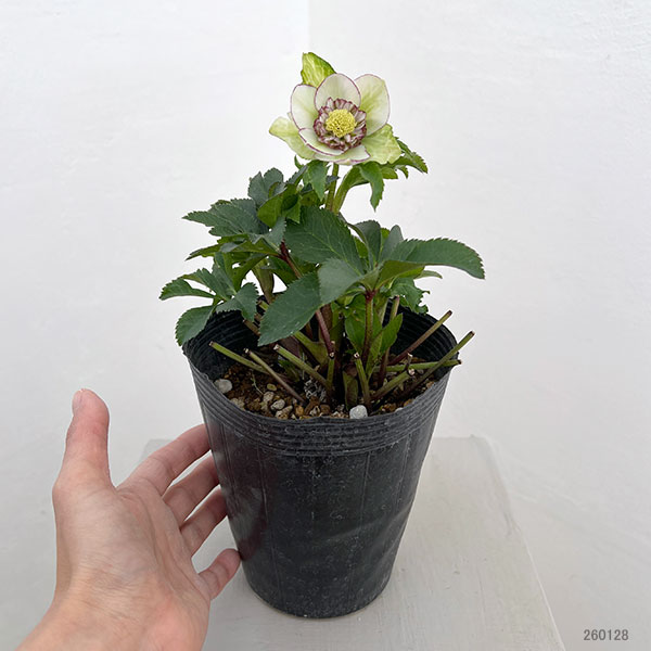 園芸ネット本店｜若泉ファームさんのクリスマスローズ：26-40