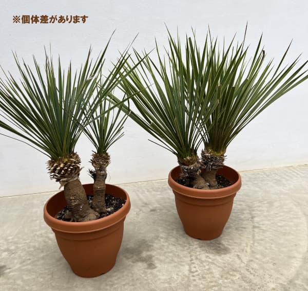 園芸ネット本店｜ユッカ：ロストラータ（2本立ち） 6号鉢植え の通販