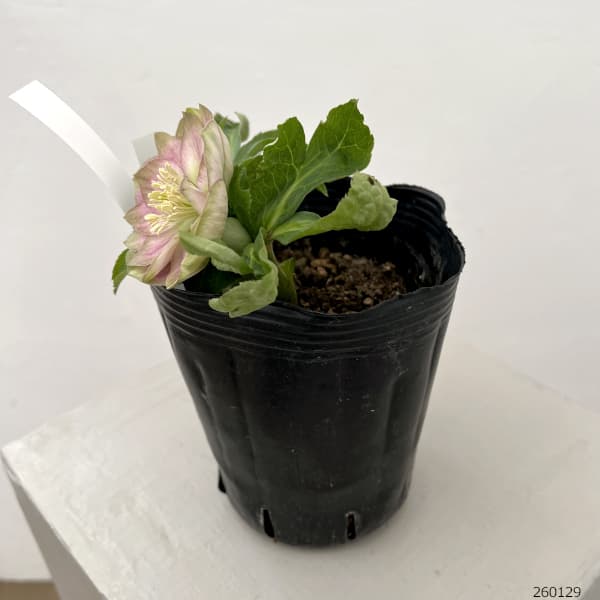 園芸ネット本店｜曽田園芸さんのクリスマスローズ：26-28利休かすり4号