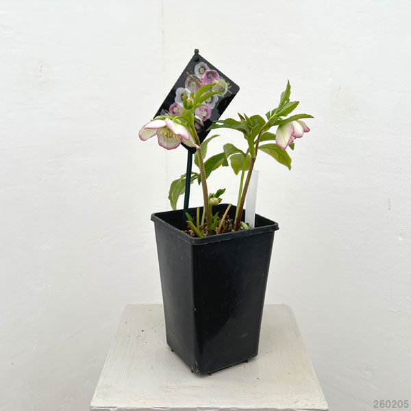 園芸ネット本店｜クリスマスローズ：セレクトシングル26-21／1.5L