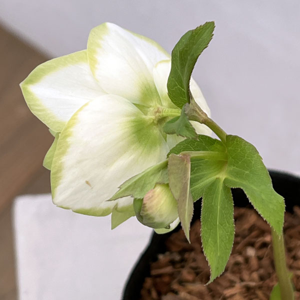 園芸ネット本店｜吉田園芸さんのクリスマスローズ：ピエラ26-02／4.5号