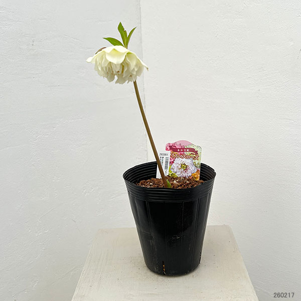 園芸ネット本店｜吉田園芸さんのクリスマスローズ：多弁交配26-11／4.5