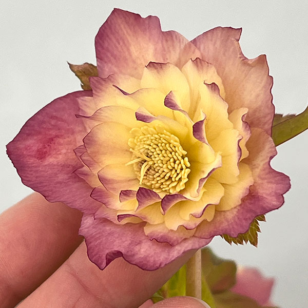 園芸ネット本店｜○高正園さんのクリスマスローズ：26-15ダブル／4.5号