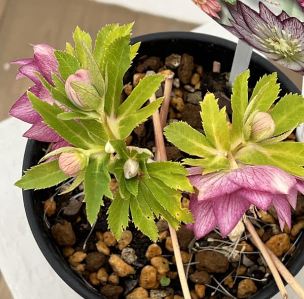 園芸ネット本店｜高正園さんのクリスマスローズ：26-37ダブル／5号