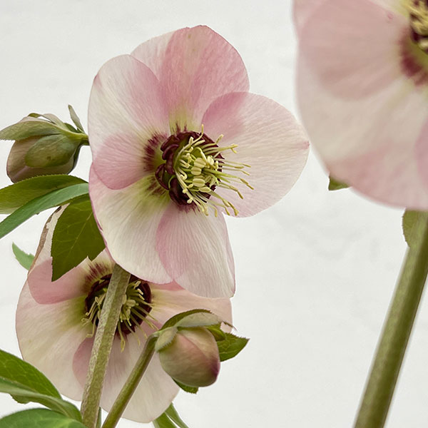 園芸ネット本店｜高正園さんのクリスマスローズ：26-36シングル／5号