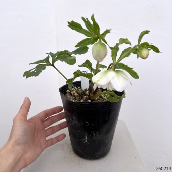 園芸ネット本店｜高正園さんのクリスマスローズ：26-64ダブル／4.5号