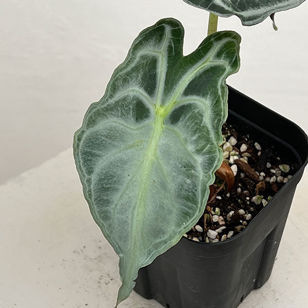 園芸ネット本店｜アロカシア：ヴェノム 3.5号ポット26-02 の通販【公式】