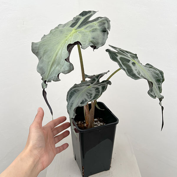 園芸ネット本店｜アロカシア：ヴェノム 4号鉢植え26-07 の通販【公式】