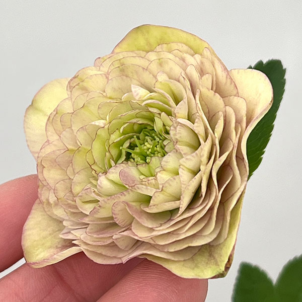 園芸ネット本店｜○吉田園芸さんのクリスマスローズ：超多弁交配26-06