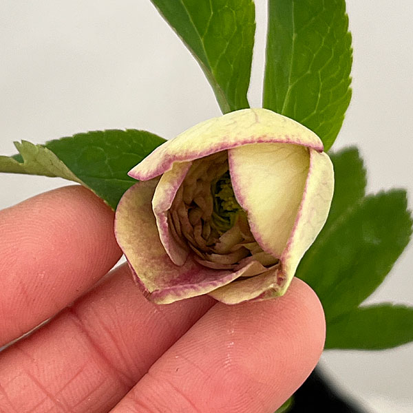 園芸ネット本店｜○吉田園芸さんのクリスマスローズ：超多弁交配26-06