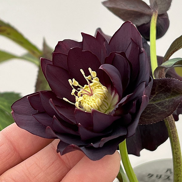 園芸ネット本店｜クリスマスローズ：ベルギー育種 ダブルブラック26-24