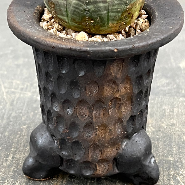 園芸ネット本店｜ユーフォルビア：オベサ 3号陶器鉢植え26-01 の通販