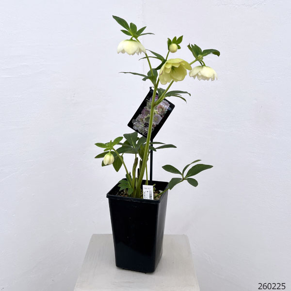 園芸ネット本店｜クリスマスローズ：セレクトダブル26-103／1.5Lポット