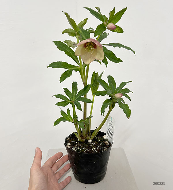 園芸ネット本店｜杉光園芸さんのクリスマスローズ：Freeda