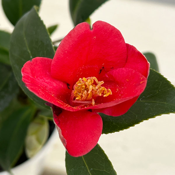 園芸ネット本店｜ツバキ（椿）：出雲大社（いずもたいしゃ）曲がり 3.5