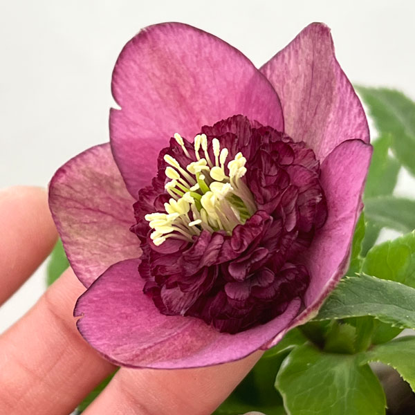 園芸ネット本店｜加藤農園さんのクリスマスローズ：26-04アンティーク