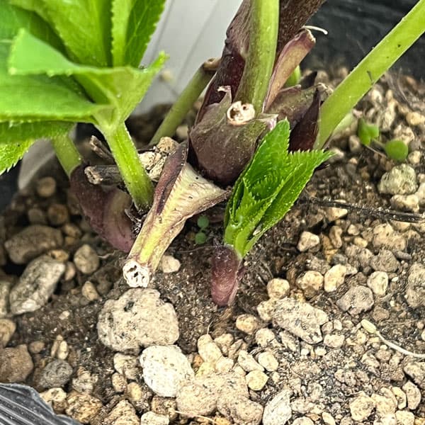 園芸ネット本店｜加藤農園さんのクリスマスローズ：26-04アンティーク