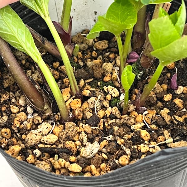 園芸ネット本店｜加藤農園さんのクリスマスローズ：26-03モーリー／4.5