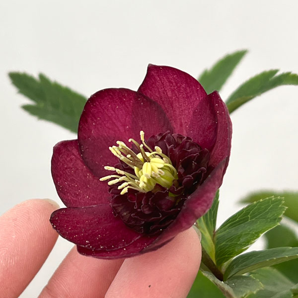 園芸ネット本店｜加藤農園さんのクリスマスローズ：26-06グロッシー