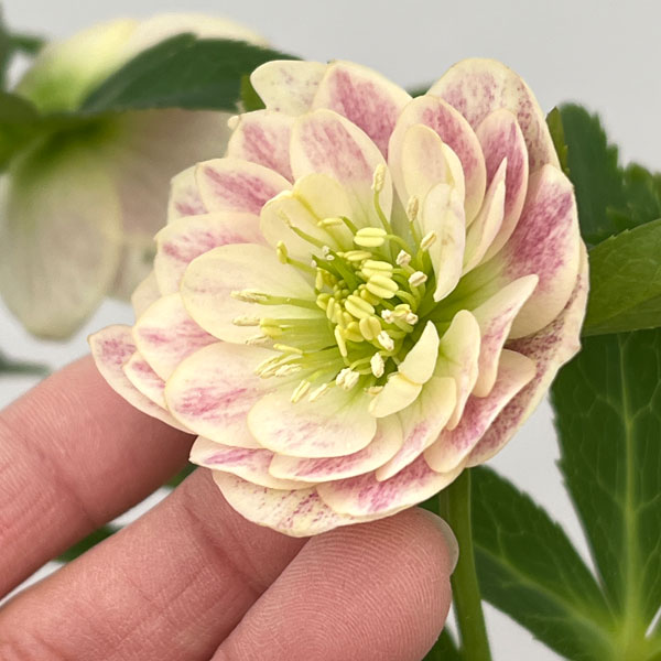 園芸ネット本店｜加藤農園さんのクリスマスローズ：26-07