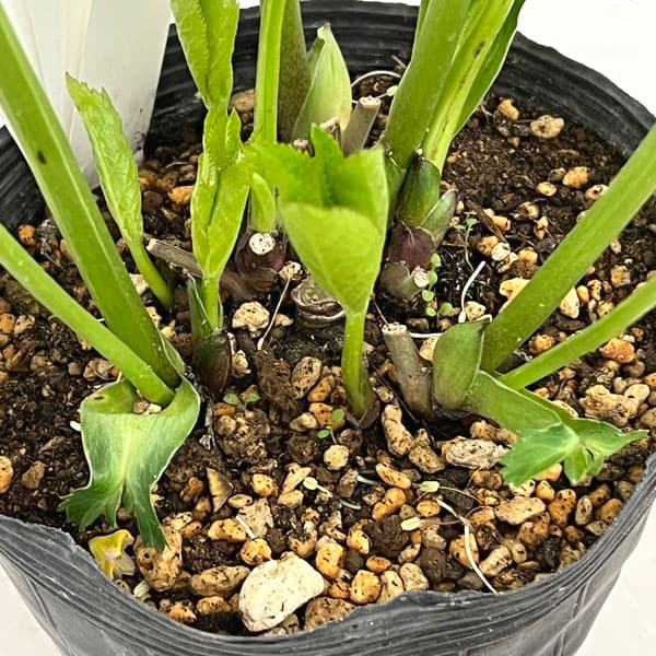 園芸ネット本店｜加藤農園さんのクリスマスローズ：26-07