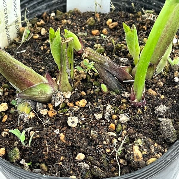 園芸ネット本店｜加藤農園さんのクリスマスローズ：26-09グロッシー