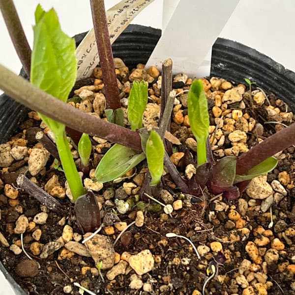 園芸ネット本店｜加藤農園さんのクリスマスローズ：26-12セミダブル