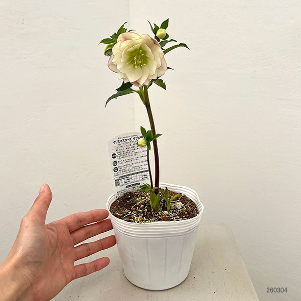 園芸ネット本店｜松村ナーセリーさんのクリスマスローズ：26-116ダブル