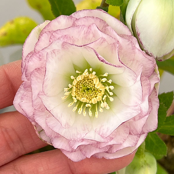 園芸ネット本店｜松村ナーセリーさんのクリスマスローズ：26-123ダブル