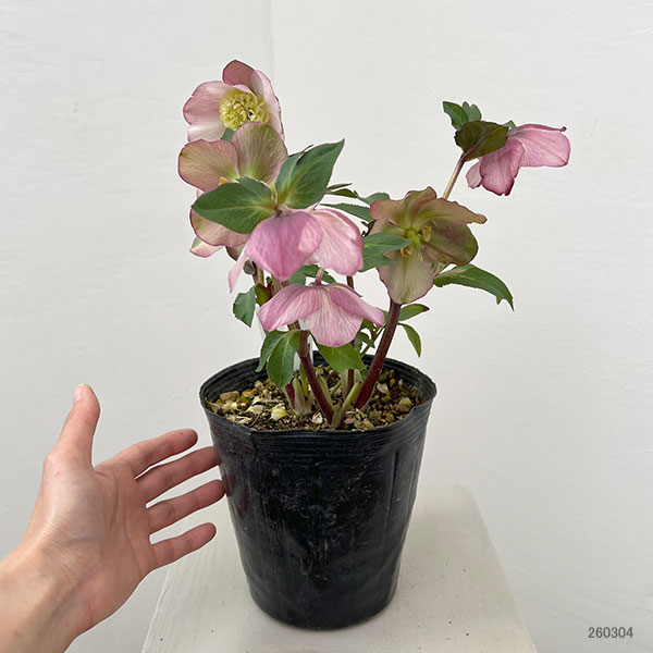 園芸ネット本店｜松村ナーセリーさんのクリスマスローズ：26-128