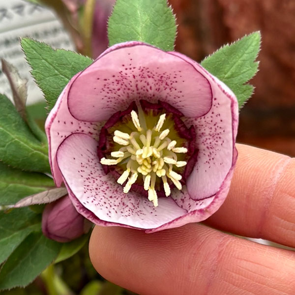 園芸ネット本店｜松村ナーセリーさんのクリスマスローズ：26-126