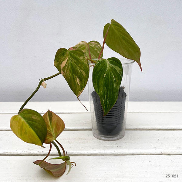 園芸ネット本店｜フィロデンドロン：ミカンス斑入り 3号ポット の通販