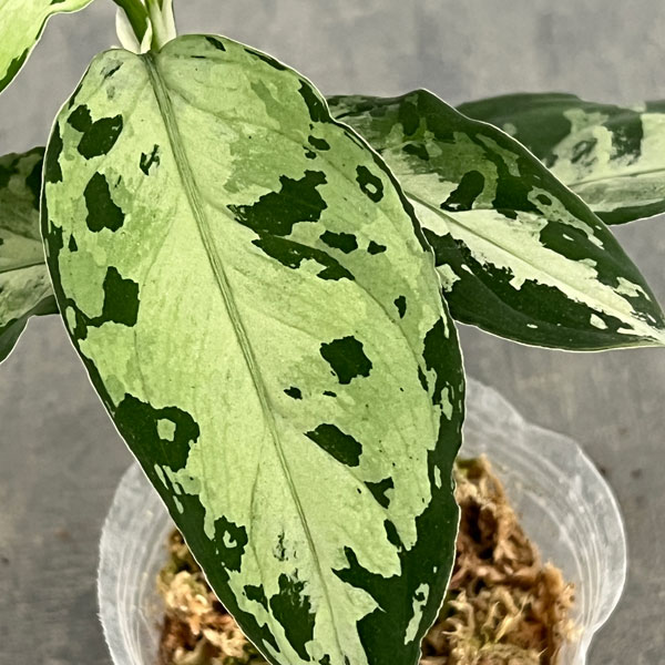 園芸ネット本店｜アグラオネマ：ピクタム トリカラーブラック 2.5号