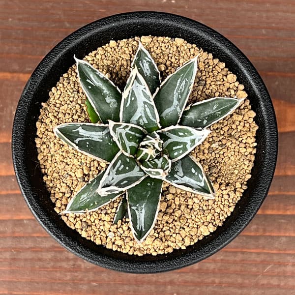 園芸ネット本店｜アガベ：姫笹の雪 2.5号鉢植え* の通販【公式】