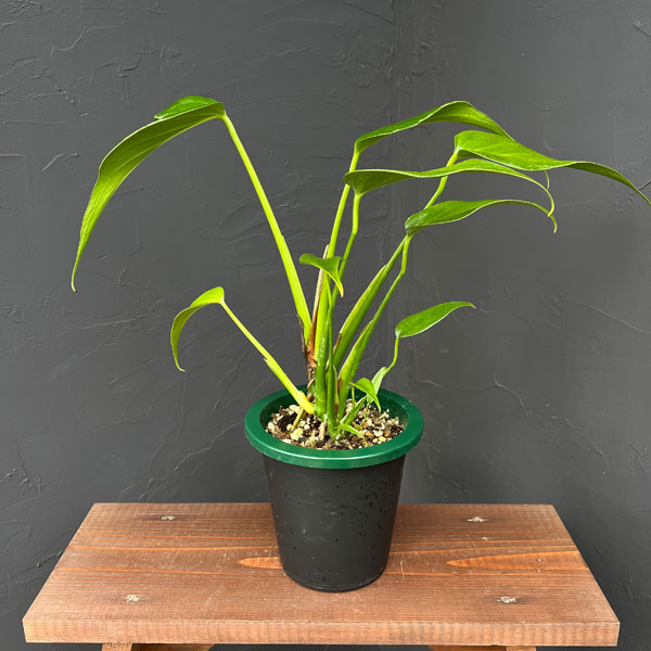 園芸ネット本店｜モンステラ：バールマルクスフレーム 5号鉢植え25-01