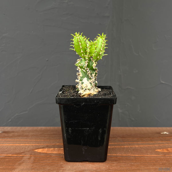 園芸ネット本店｜ユーフォルビア：ムランジーナ 3.5号鉢植え の通販