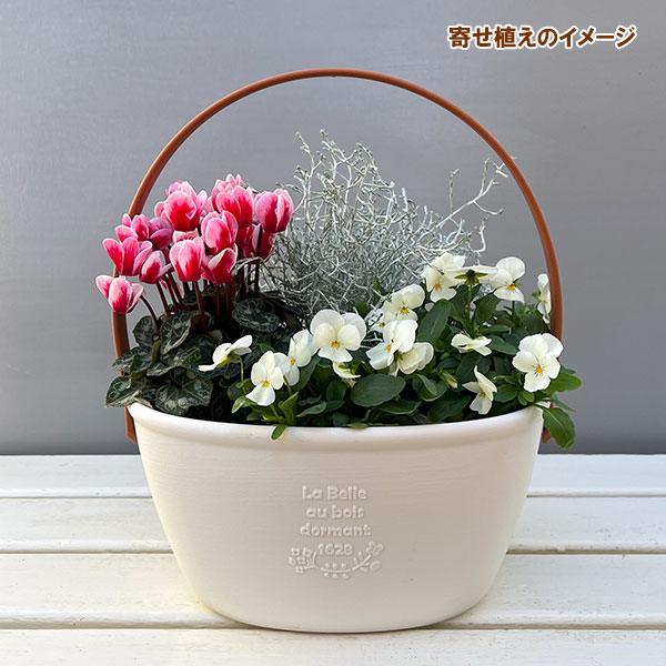 園芸ネット本店｜季節のミニ寄せ植え：ビオラももか みるくももか