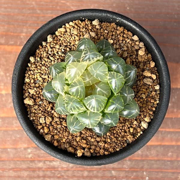 園芸ネット本店｜ハオルチア：ブルーレンズオブツーサ錦2.5号鉢植え の