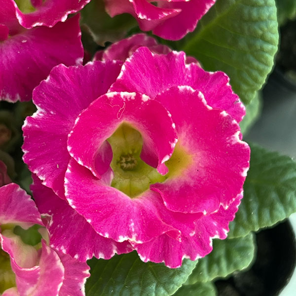 園芸ネット本店｜プリムラ ジュリアン：マーブルフラン花色ミックス 3