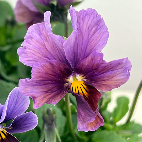 園芸ネット本店｜ビオラ：アンティーク系ミックス3号ポット 6株セット