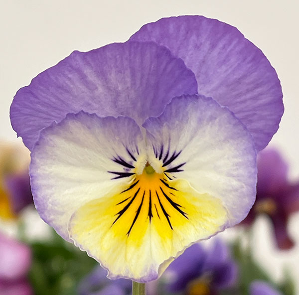 園芸ネット本店｜ビオラ：アンティーク系ミックス3号ポット 6株セット