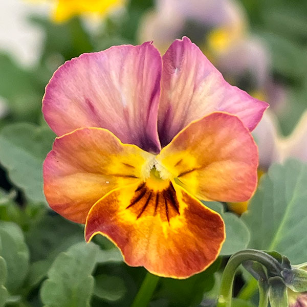 園芸ネット本店｜ビオラ：アンティーク系ミックス3号ポット 6株セット