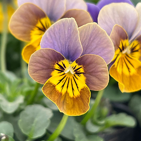 園芸ネット本店｜ビオラ：アンティーク系ミックス3号ポット 6株セット